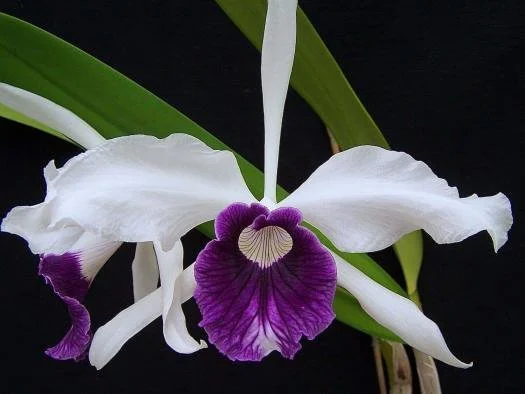 BRAZILIAN ORCHIDS 蘭の王国 Laelia purpurata The Orchid Column: The Brazilian Beauty, Laelia purpurata